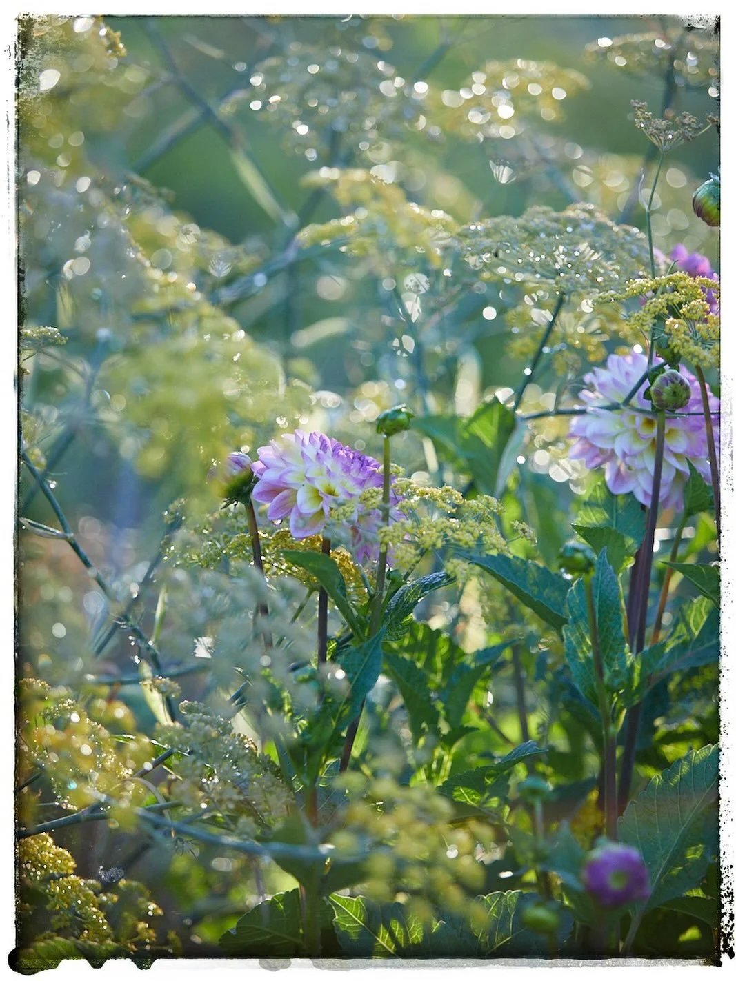 Dahlias nestled loosely between towering fennel bedecked with sparkling jewels of autumn dew. Embracing the changing season &amp; acknowledging the beauty it brings.
.
#autumn #autumngarden #season #changeofseason #fennel #structure #autumndew #dew #