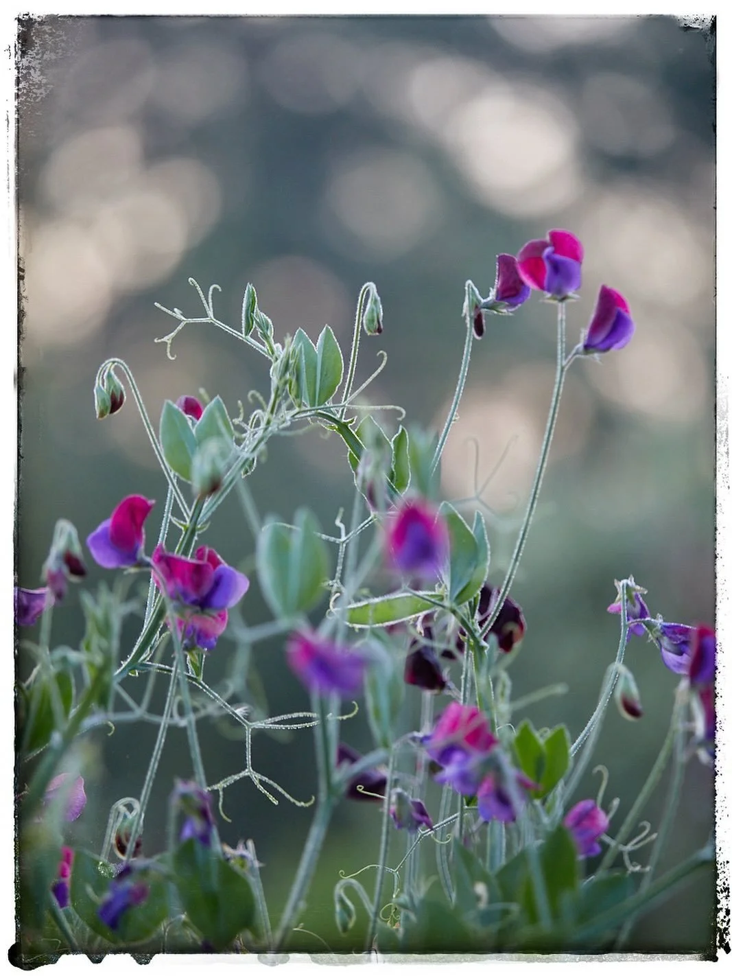 The last of the sweet peas &amp; their seed pods decorated with that familiar autumn dew. It&rsquo;s fast approaching now, fruit is bestowing every bough &amp; those warming hues are taking hold. I&rsquo;m so close to lighting the fire but slightly i