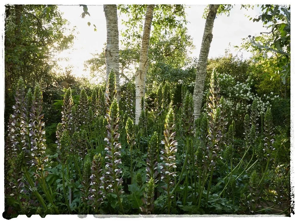 As the weather closes in I was looking through some late summer shoots &amp; was reminded about a glorious sunset shoot at @oxleaze_garden a few years back. Look at this incredible acanthus, standing tall amongst a backdrop of silver birch. The most 