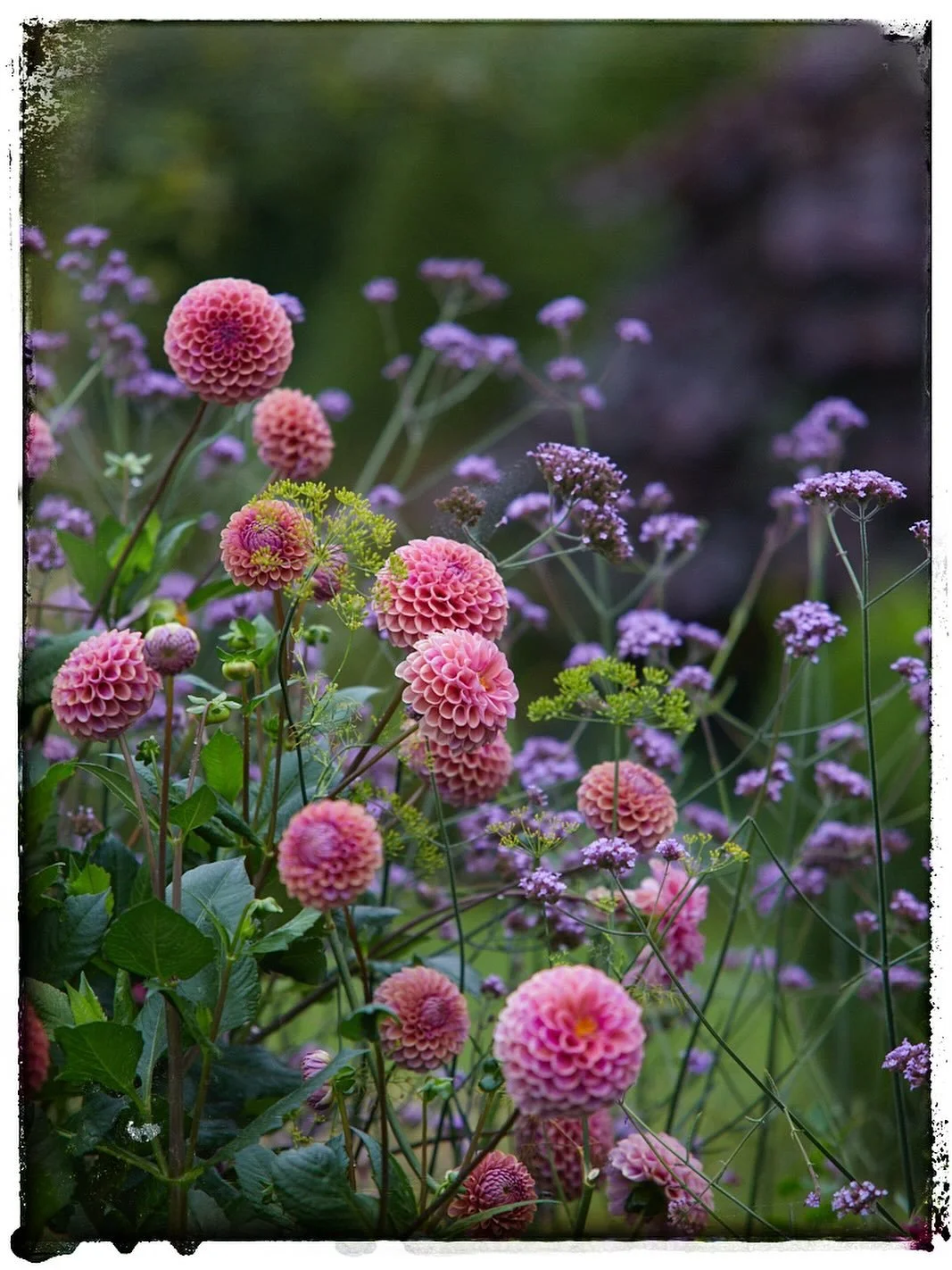 This glorious autumn plant combo was an outtake from our shoots with @anya_thegarden_fairy . While we were working on her latest book with @dkbooks (Money Saving Containers)  I couldn&rsquo;t resist to capture some gems in her garden! Verbena &amp; d