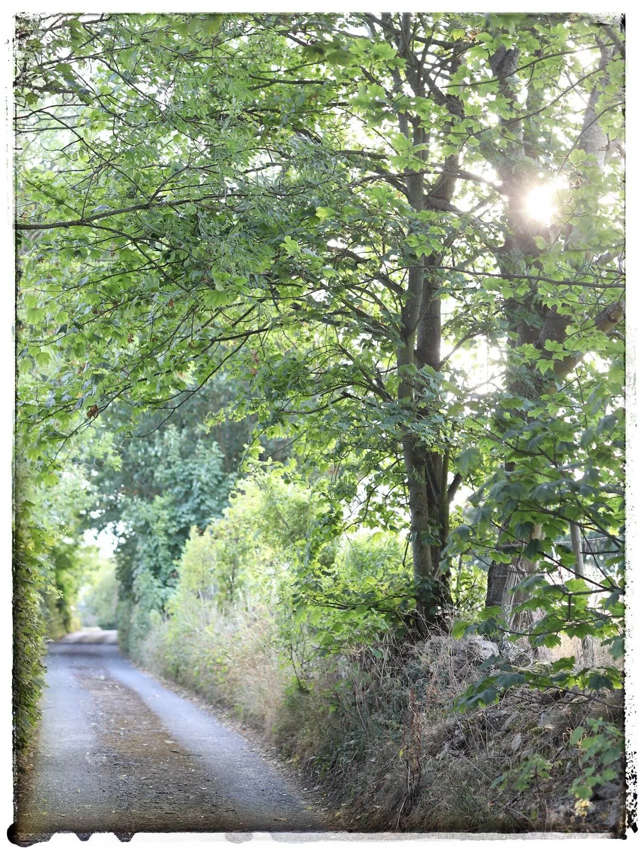 Our wander this evening was very slow, it felt like the earth was gently cooling &amp; resting. The lane beside the church had some beautiful light &amp; was festooned with clematis &amp; hawthorn berries. Along the road closer to home the familiar a