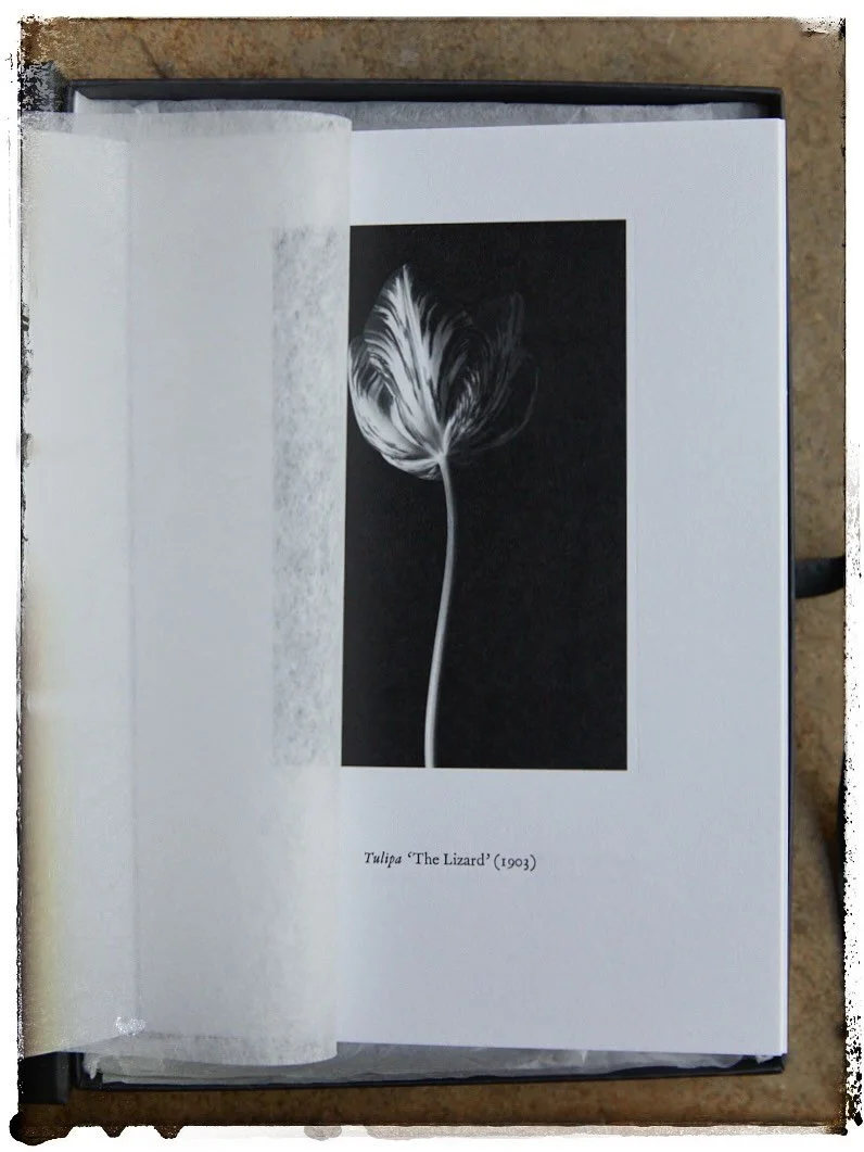 I&rsquo;m very excited to be taking my book &lsquo;Absorbed by the Beauty&rsquo; to BOP (Books on Photography) in Bristol next weekend, 11th &amp; 12th October at the Martin Parr Foundation. I&rsquo;m so proud to have created this beautiful hand-craf