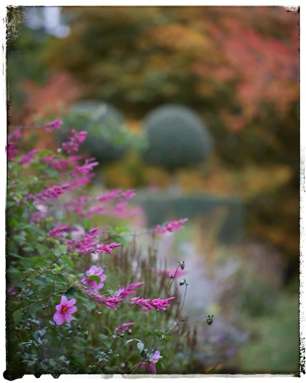 The sky was heavy with thick dark cloud but the colours were vibrant &amp; true. Autumn border at Kiftsgate all tucked up &amp; ready for winter, a joy to meander around in total peace, except the eerie crows high up on the hillside pines.
.
#kiftsga