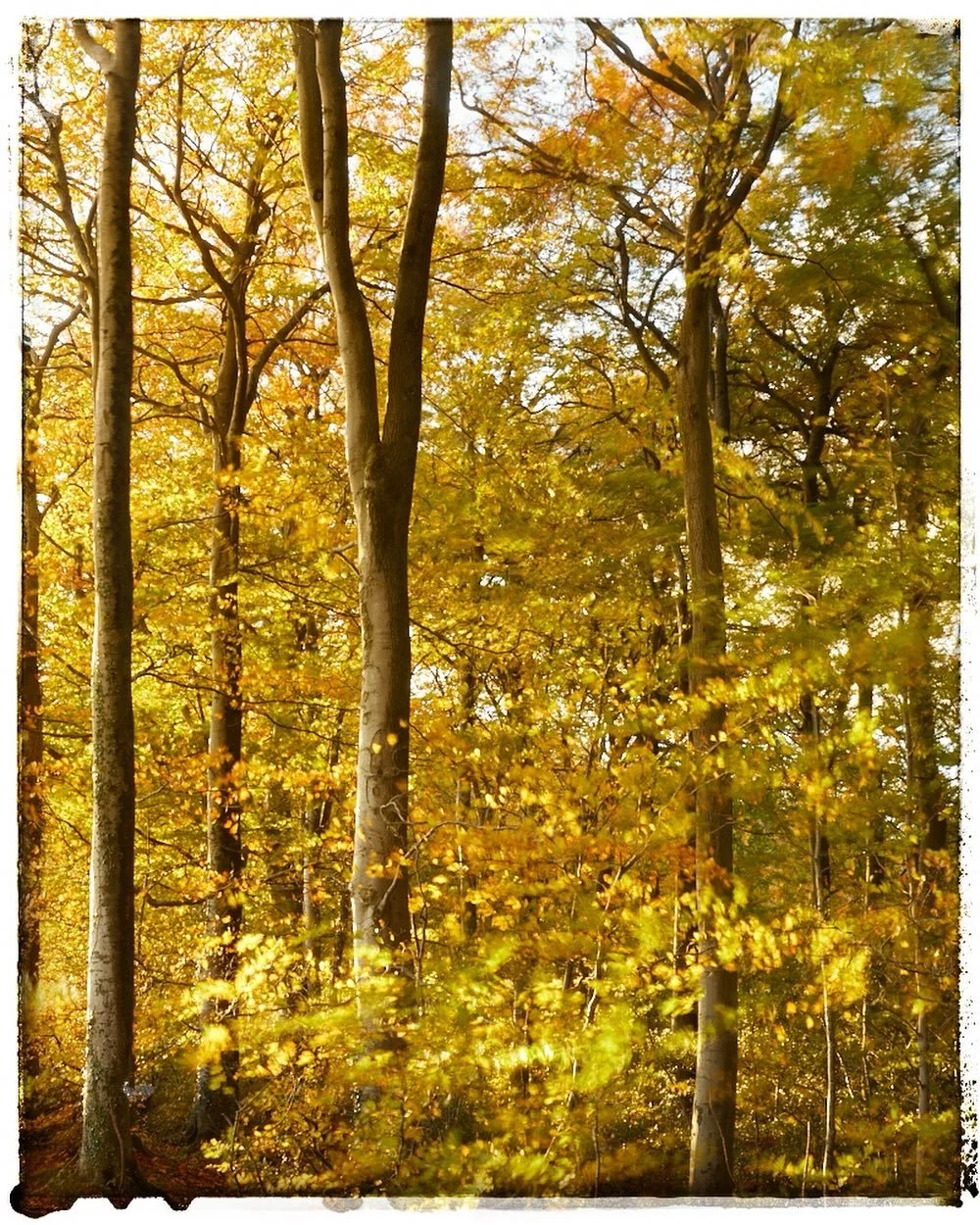 It&rsquo;s times like these that I remember how much I love autumn. In my mind all I can think about is whether or not I&rsquo;m ready for winter in my cottage, things always go wrong this time of year. So far just the hot water has a mind of its own