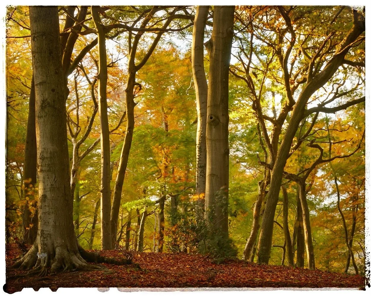 Stockend Wood glowing last night in the last of the light. I love walking through this wood, it&rsquo;s a place where I feel insignificant &amp; I&rsquo;m able to quietly watch the seasons change. 
.
#autumn #autumnvibes🍁 #beechwood #stockendwood #w