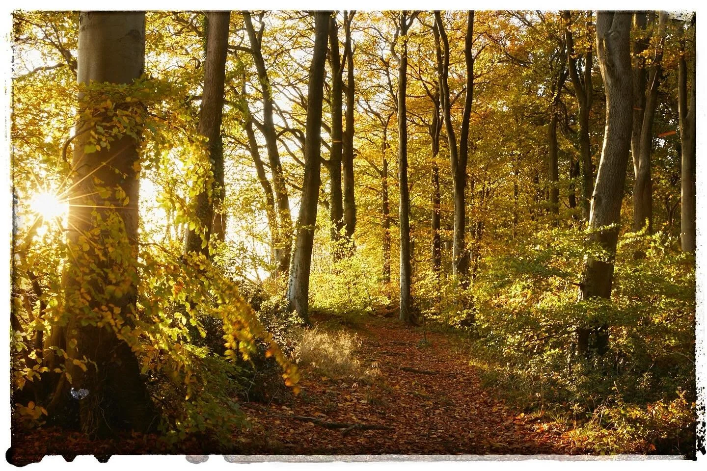 I couldn&rsquo;t help but complete the line of three on my grid. What an hour that was, the light was incredible, the colours were so intense. I may not get another opportunity like this and if I don&rsquo;t it&rsquo;s fine. My autumn scratch has bee