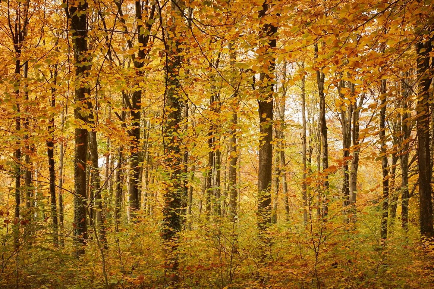 Young beech wood, almost like a reflection, no beginning no end. The light wasn&rsquo;t quite as I&rsquo;d hoped but I was winding my way home from a &lsquo;barre&rsquo; class (don&rsquo;t ask) &amp; couldn&rsquo;t not stop.. there I am in my gym kit