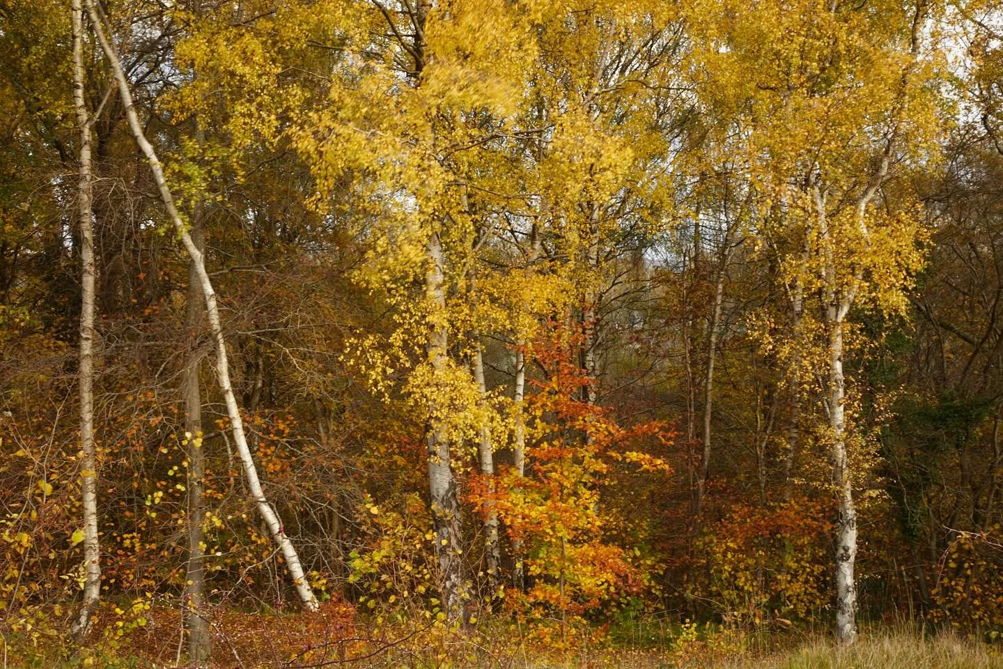 The silver birch trees are a riot of ocre confetti at Rudge Hill, so glad I managed to see them before the wind whips all this leaves away!
. 
#rudgehillnaturereserve #rudgehillcommon #silverbirch #birchtree #autumncolour #autumnvibes🍁 #autumnconfet