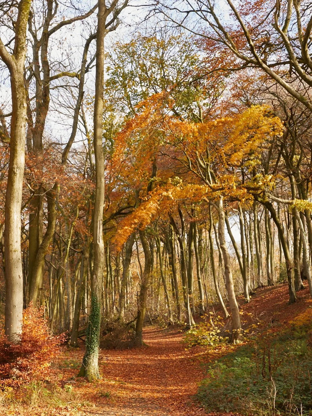 It&rsquo;s nearly all over, just a few leaves cling on at Stockend wood.  I&rsquo;ve lost count of the times I&rsquo;ve stood here in awe of these trees, just the way they frame the pathway through, feels like a most magical entrance to another world