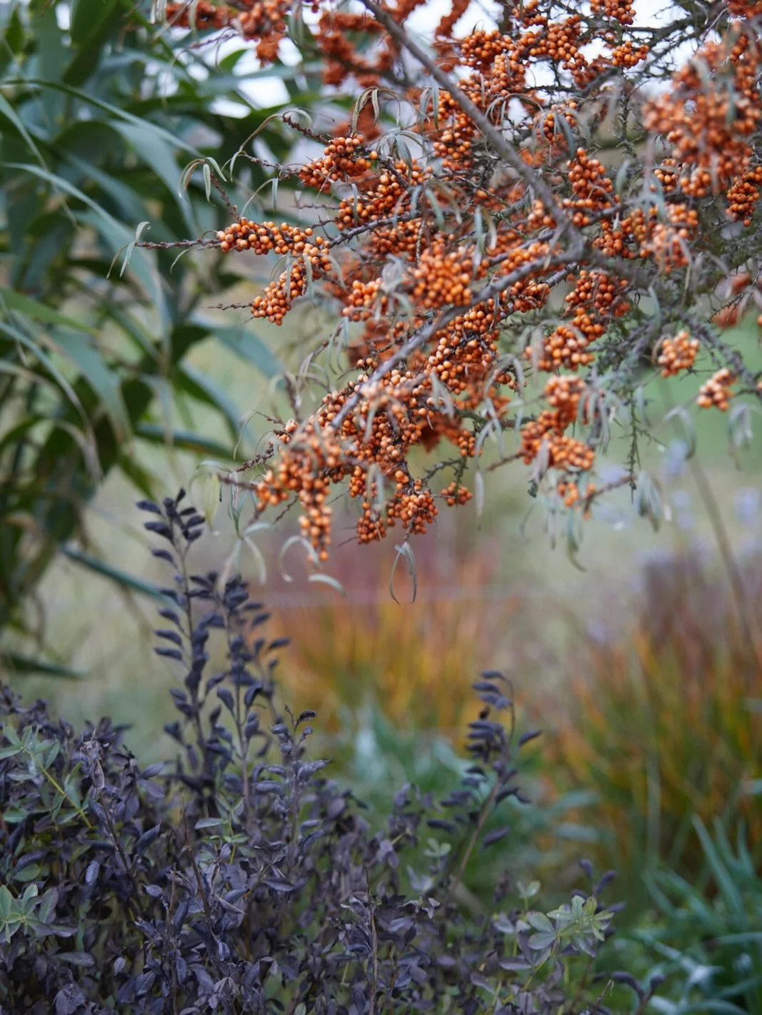 Sea buckthorn, a new favourite of mine &amp; looking splendid at the @cotswoldwildlifepark. Loaded with berries full of vitamin C &amp; others, essential to get through winter, @weledauk do a marvellous tincture, delicious too!
.
#seabuckthorn #shrub