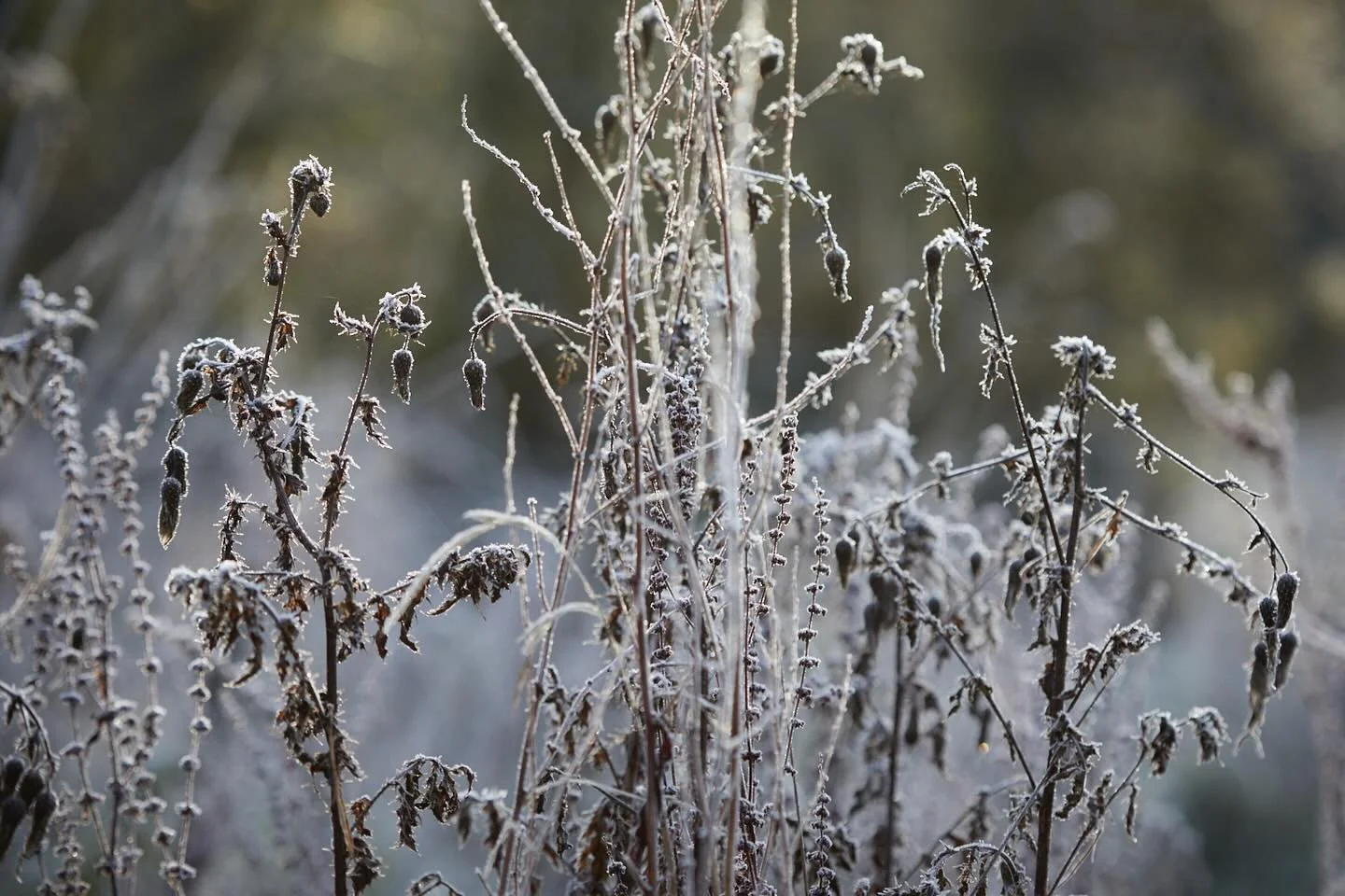Gracefully fallen, frosted remnants of seed heads hang &amp; slowly return back to the land. A beautiful pocket of wild flowers &amp; brambles where I startled a resting hare. I crept quietly back the way I came covered in sticky burrs where the fros