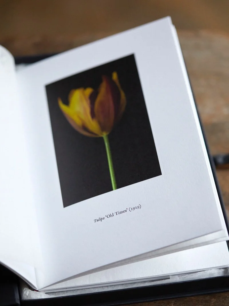 December seems to have arrived so quickly this year. In case you need a gift idea this is my handcrafted limited edition book of 200, encapsulating historic tulips and the craft of fine press printing. A 28 page book, 10 images in each volume, all de