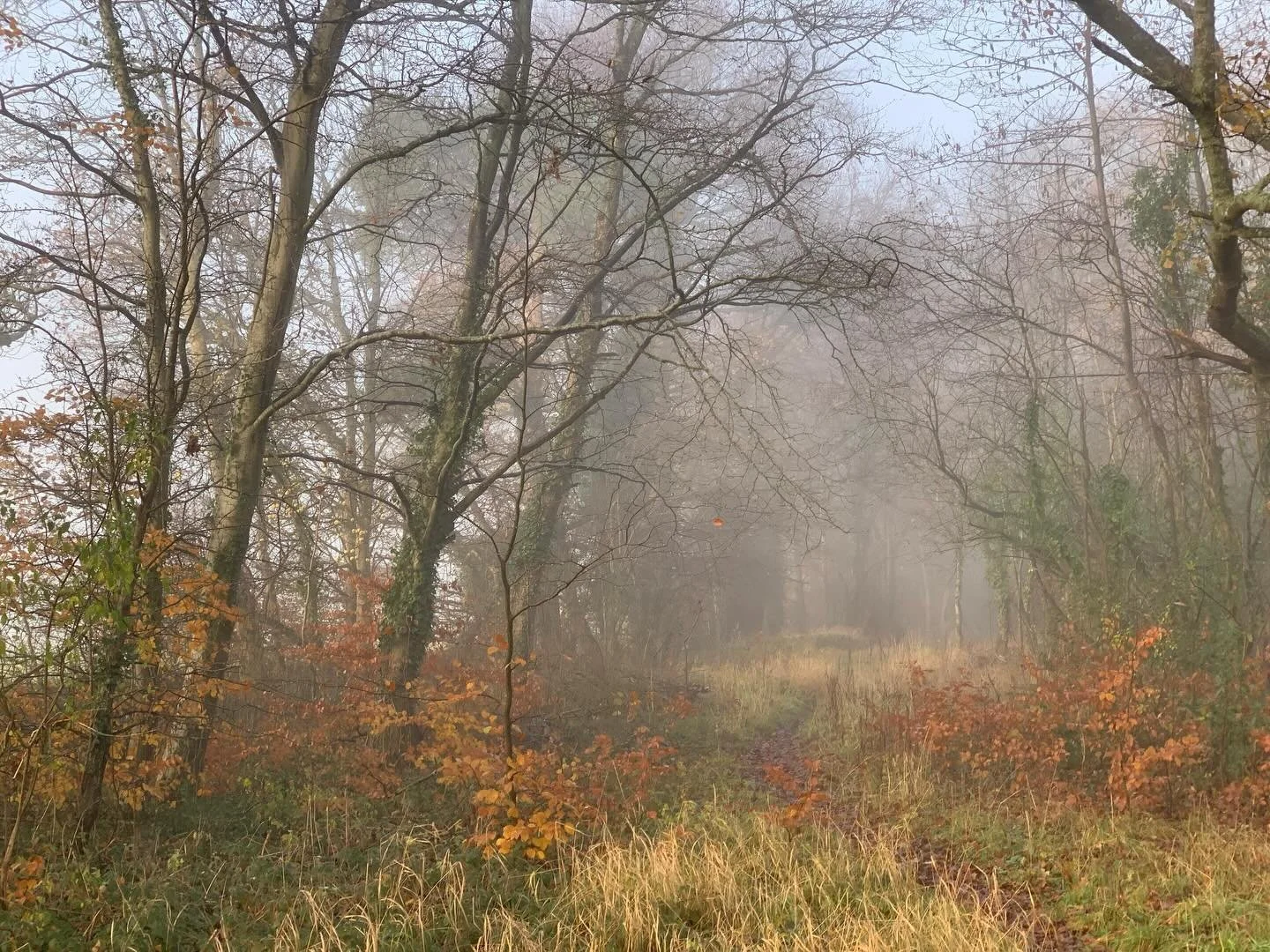 Stunning morning, goodness me I could have sat staring at this all day, the chilly air was bracing &amp; the light ethereal! If only I&rsquo;d had my camera.. at least I had my phone but a bit unsatisfactory really. 
.
#hayleyswood #tarlton #cotswold