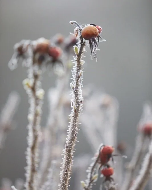 Gorgeous huge rose hips bejewelled with frost, it always makes me happy when I see they haven&rsquo;t been pruned away to tidy up the garden. I never forget the first goldfinch I saw on teasels that I forgot to cut, it was a lightbulb moment, since t