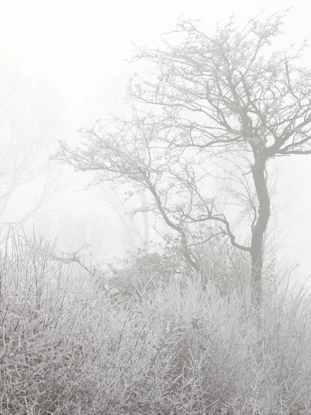 Days like these seem few &amp; far between but I remain hopeful. The earth feels still &amp; calm, a time to stomp those feet to keep the circulation pumping, then venture inside to warm the cockles beside the fire. 
.
#winter #photography #frost #na