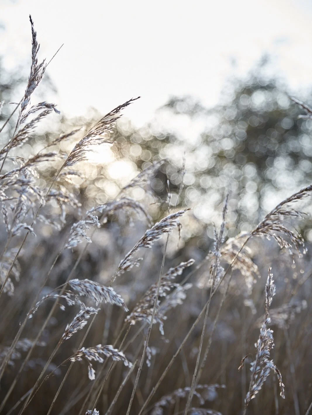 These reeds fringe the area between the Severn canal &amp; the river, various birds use them to feed &amp; roost, most known are starlings. I did see a Stonechat flitting about but wasn&rsquo;t late enough to see any starlings. Hoping to get down to 