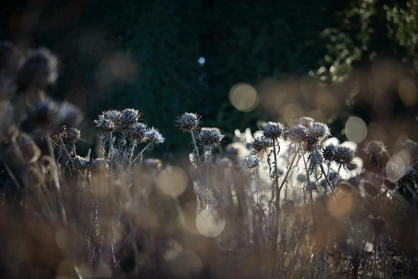 Winter seedheads in the long border at Great Dixter, a beautiful sight. 
.
#greatdixter #winter #seedheads #gardenphotography #brittwilloughby