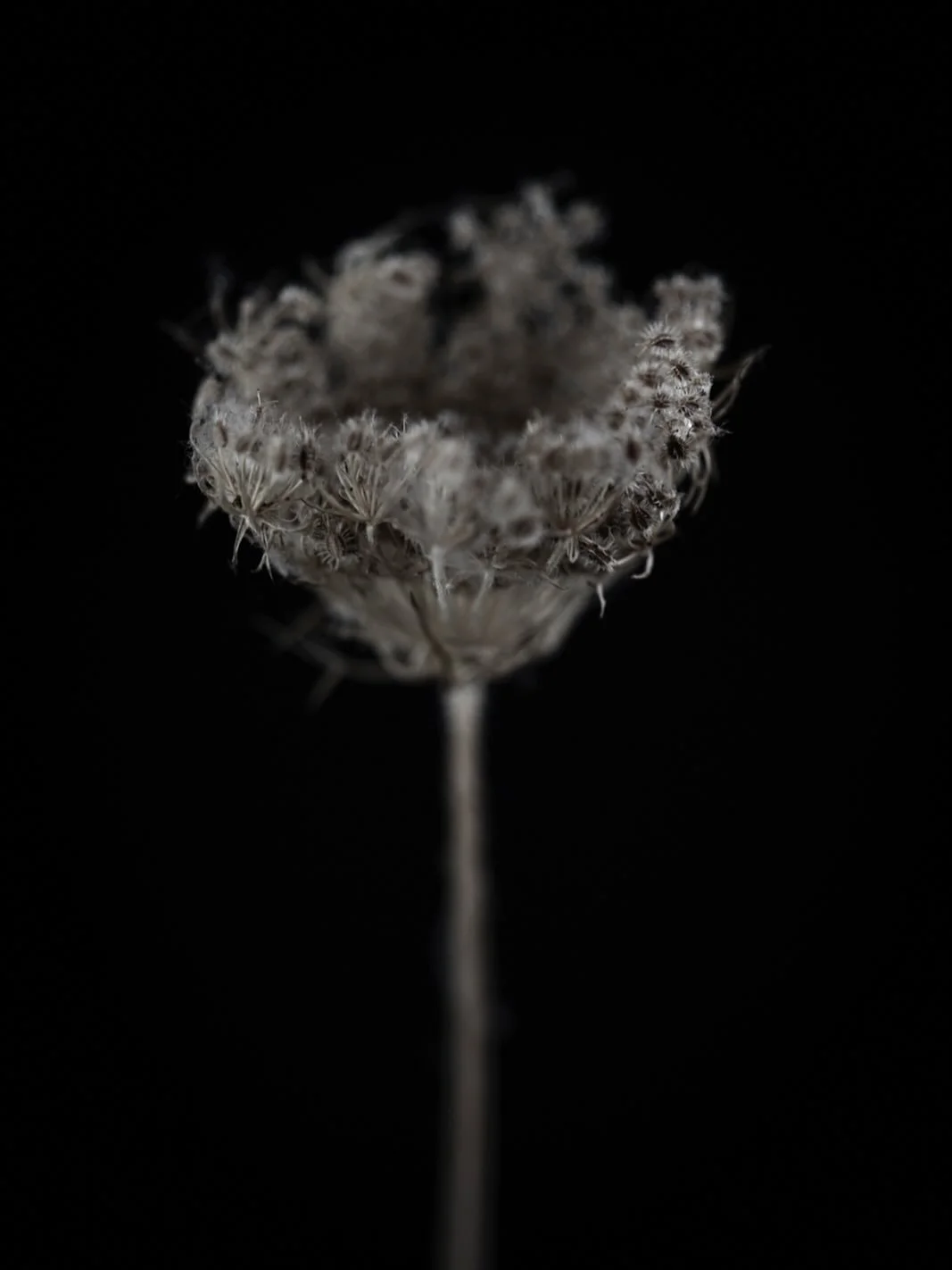 Wild carrot | Daucus carota, I love the way they furl as seed heads. I have countless seedheads &amp; the winter months are when I have the time to finally capture them in my studio.  I might even be able the clear some of the dead matter that I have
