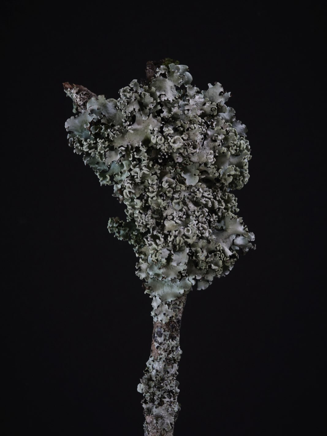 Lichen on a broken twig I found on our walk in the woods this morning. I couldn&rsquo;t resist to see what it looked like out of context &amp; capture in my studio. 
.
#lichen #stilllife #woodland #walk #photography