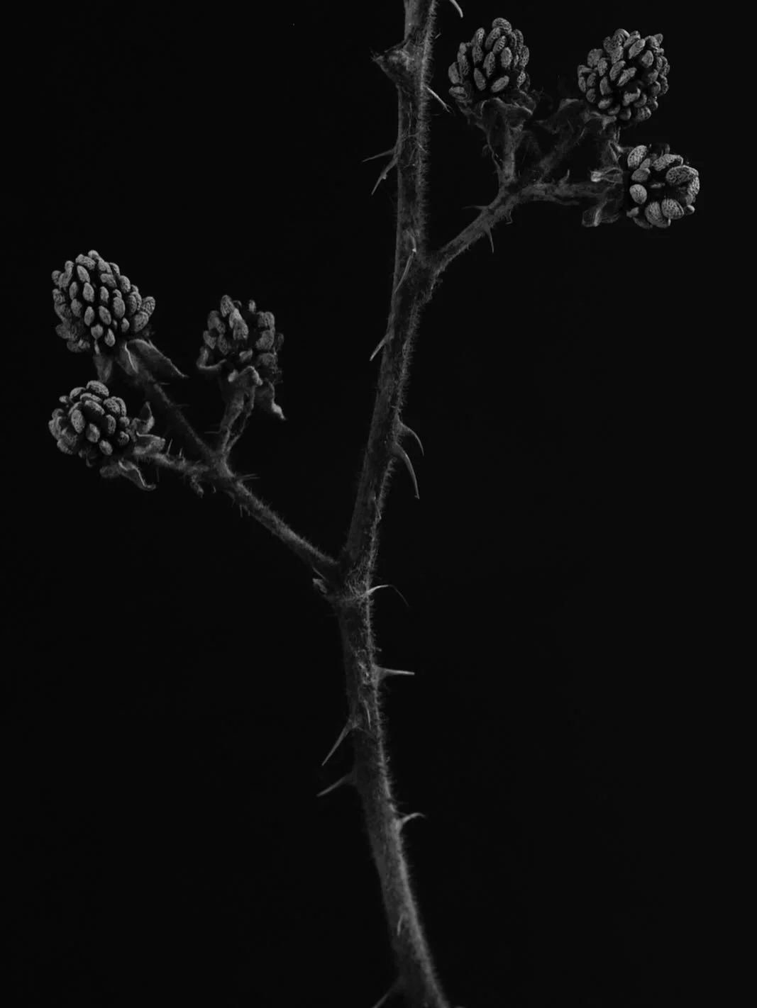 While the rain was beating down on the corrugated roof of my studio, I took the time to do a few more still life studies. My hedgerow find, a glut of blackberries from the autumn left behind their woody skeleton &amp; spikey stem, perfectly preserved
