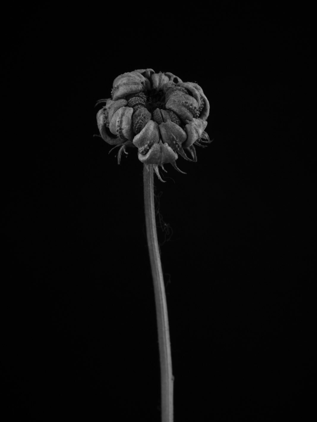Marigold seedhead, the architecture of nature is astonishing. I&rsquo;m loving the small moments in my studio during the winter. Not long now till i can emerge from hibernation. The list of snowdrop visits is growing fast!! 
.
#stilllifephotographer 