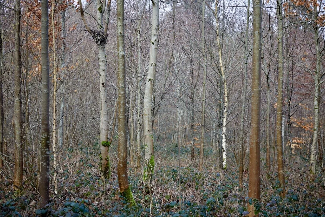 There&rsquo;s just something about woodlands that I can&rsquo;t put my finger on..the colours, peace, space, birdsong &amp; so much more. Today after a gruelling barre class my friend &amp; fellow photographer @courtneylouisephotography decided to do