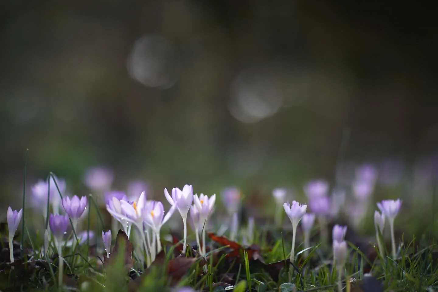 So happy to see these open later in the day, soaking up the sunshine. They&rsquo;ve naturalised really well &amp; are a sign of exciting times ahead in the garden. Such joyful little flowers! .
#crocus #garden #photography #brittwilloughby #winterflo