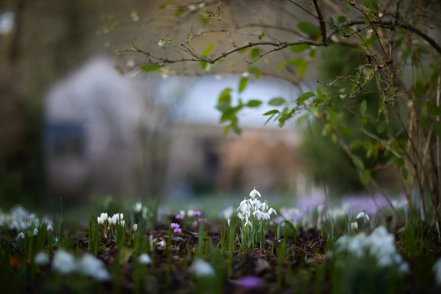 Each year in my spring garden, a few new treasures pop up. This year is no exception, the cyclamen that I had lost all hope with have come up. When I planted them years ago they just collapsed &amp; seemed to disappear but now I can see new pops of v
