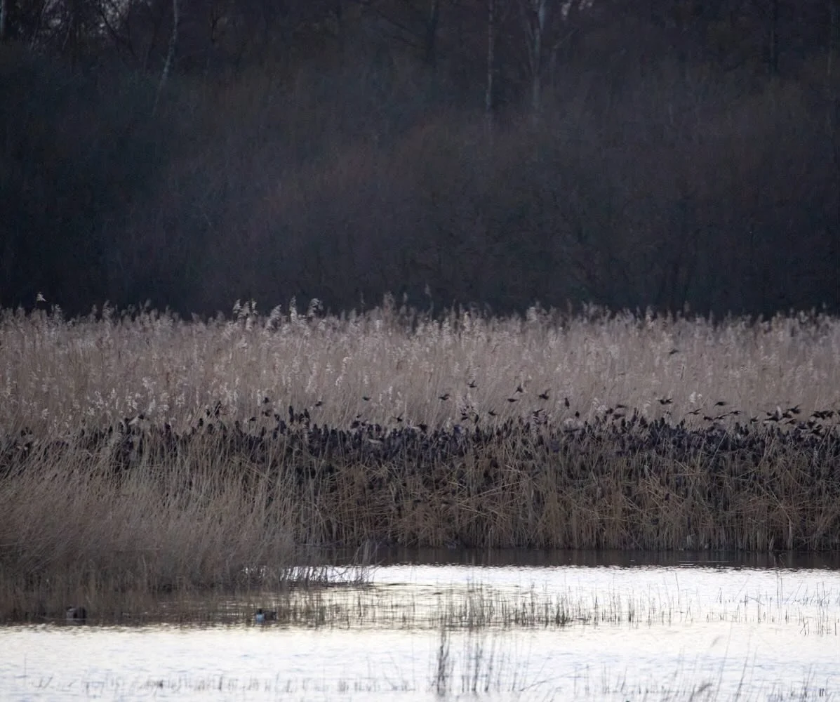Pile in everyone! Can you spot the starlings? All the youngsters are lower down on the reeds &amp; the older ones up higher. They shift &amp; change stems all through the night to keep warm, chattering endlessly. Marsh harriers sweep the reeds in the
