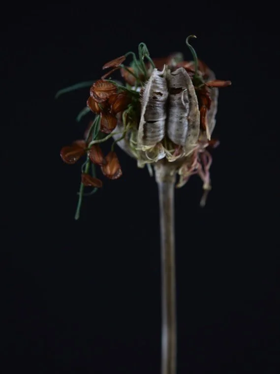 There is no end to my tulip study. I came across this on Sunday when I was planting out some foxglove seedlings. Isn&rsquo;t nature marvellous, a dried tulip head filled with seed that has just sprouted. I&rsquo;m not sure if I should try to plant th