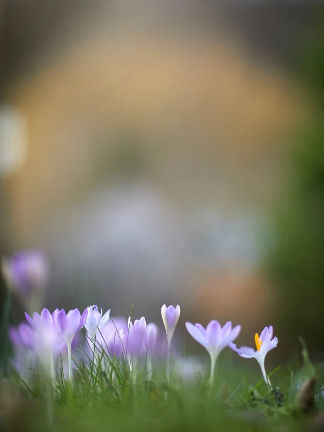 Cheery little crowds of crocus have popped up &amp; I seized the moment as they celebrated a window of glorious sunshine. Today is a whole different story! 
.
#crocus #winter #flower #brittwilloughby #garden