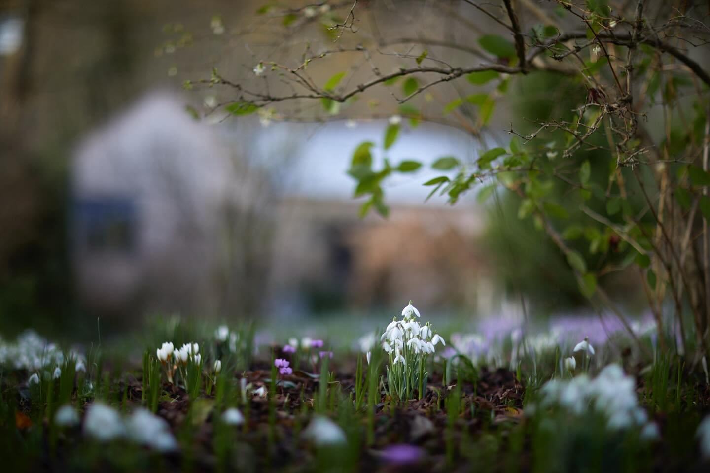 Each year in my spring garden, a few new treasures pop up. This year is no exception, the cyclamen that I had lost all hope with have come up. When I planted them years ago they just collapsed &amp; seemed to disappear but now I can see new pops of v