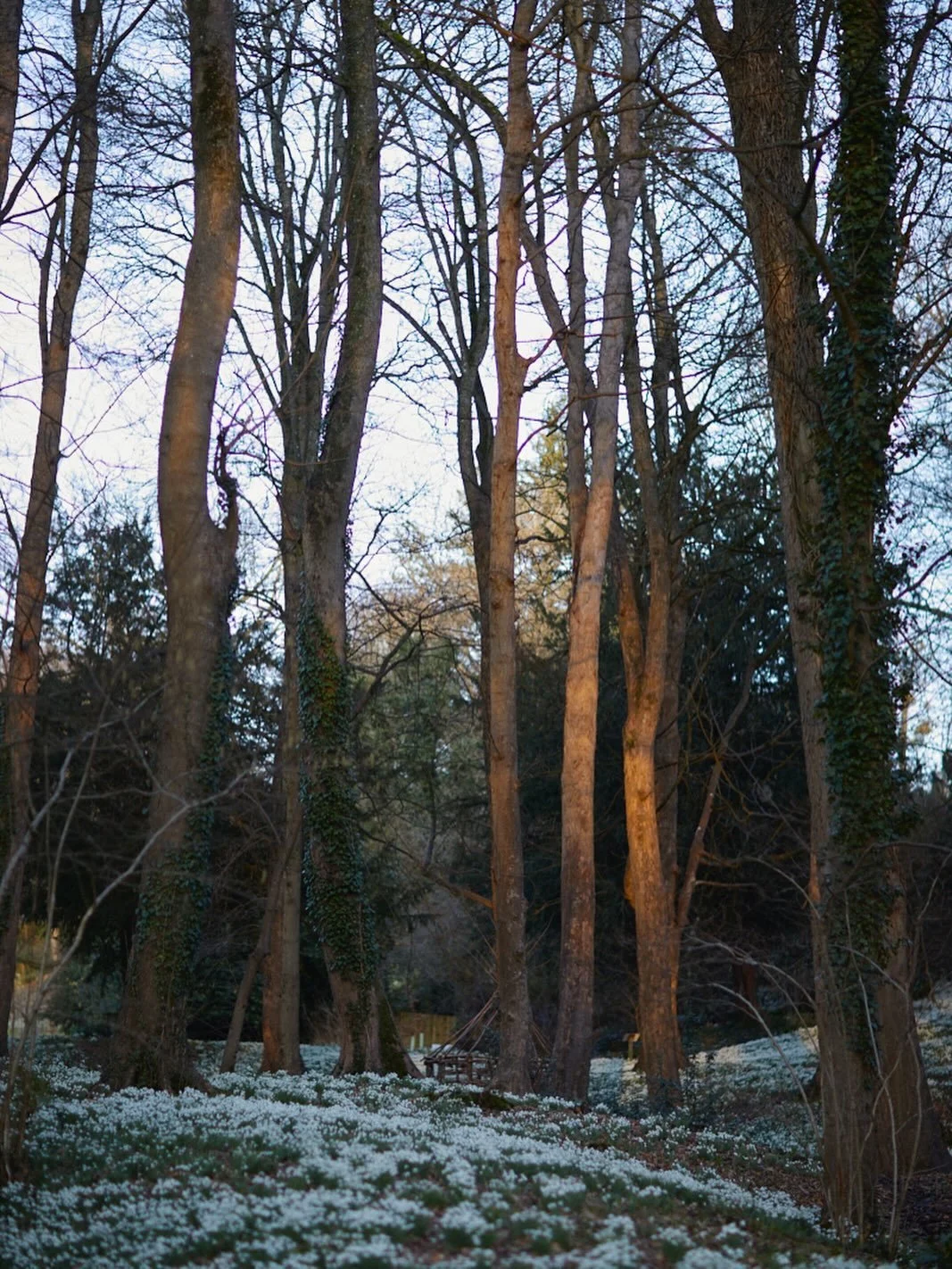 Sundown glow on the beech trunks nestled amongst the snowdrops @rococogarden, what a lovely memory, just 2 days ago. Dreamy light as the sun disappeared over the ridge. 
.
#snowdrop #painswickrococogardens #garden #photography #brittwilloughby