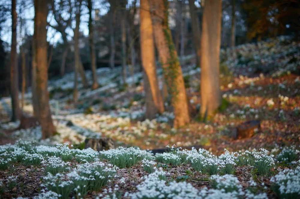 What an incredible day! Stunning drifts of snowdrops @rococogarden beautifully touched by the setting sun. A last minute treat to run around catching the light after an inspiring chatter with @caroline_loup.
.
#painswickrococogardens #cotswolds #snow