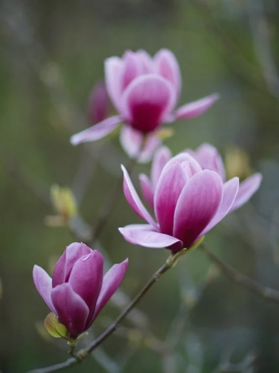 Magnolia Shirazz having her moment in my garden. Such beautiful huge fleshy tepals, I adore this magnolia. 
.
#magnolia #floweringtree #inmygarden #garden #photography