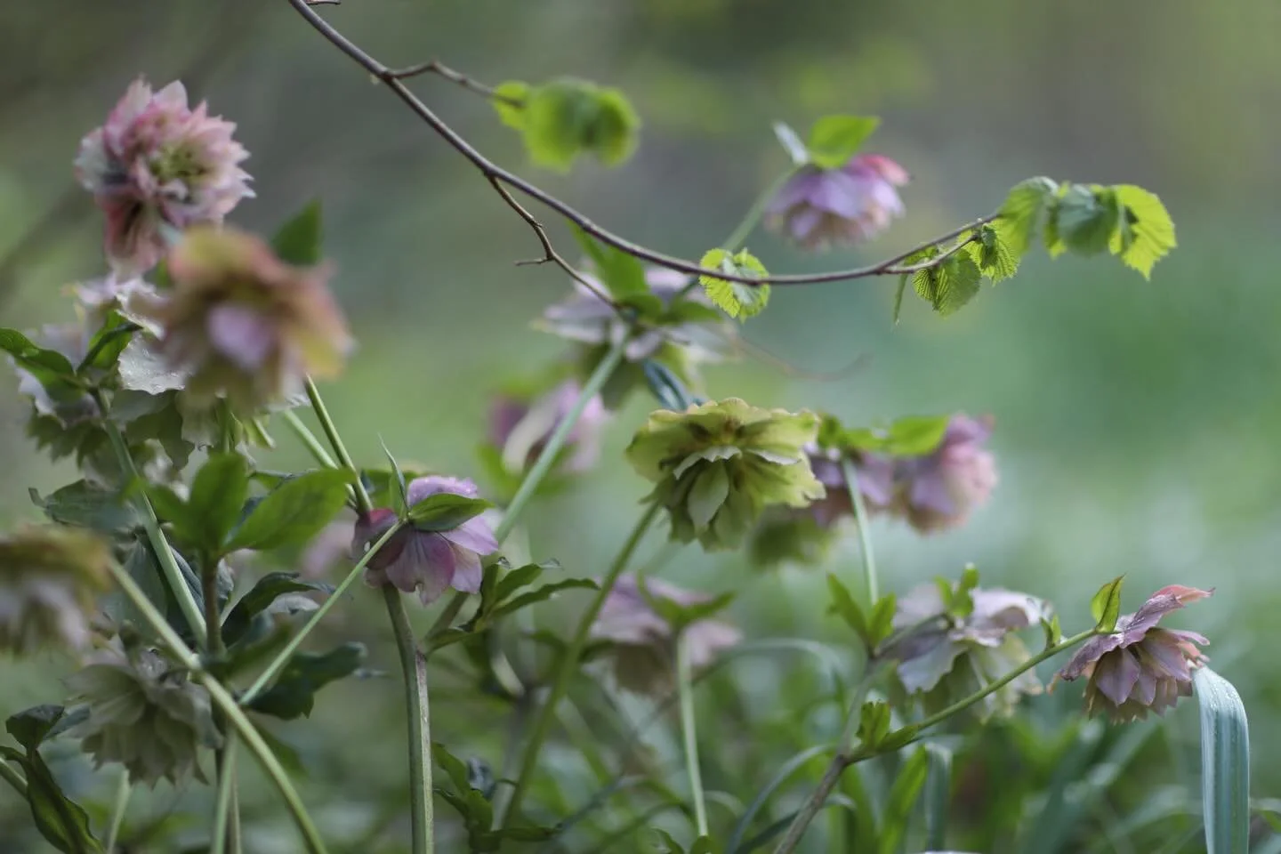 Where hellebore meets hazel at my gate. This is the only double one I have, it&rsquo;s a beauty &amp; a gorgeous gift from @makogardens a few years ago, very happy by the looks of it. 
.
#hellebore #winterflowers #inmygarden #photographer #brittwillo