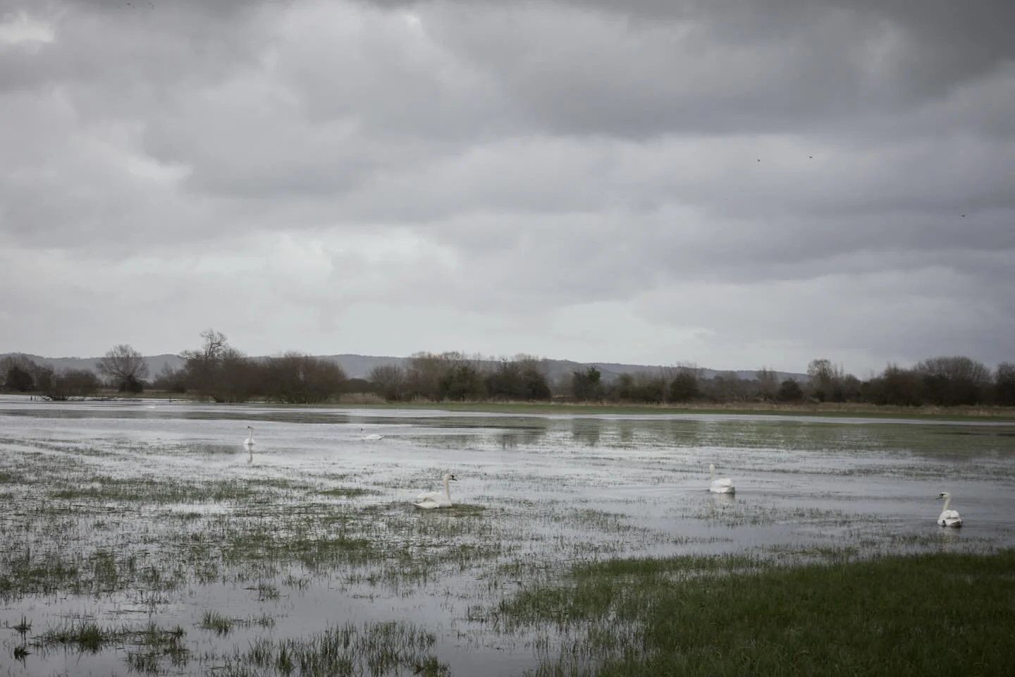 The Somerset levels, flooded in areas where it usually doesn&rsquo;t flood. The silver lining is that it&rsquo;s being enjoyed by mute swans who gracefully glide &amp; feed on the grass, a beautiful sight. 
.
#muteswan #somersetlevels #hamwall #photo