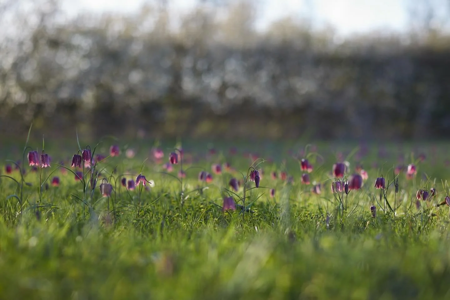 A sublime way to end a gorgeous Easter Sunday. The pilgrimage begins.. this place is very special.
.
#fritillaria #snakesheadfritillary #springmeadow #photographer #brittwilloughby