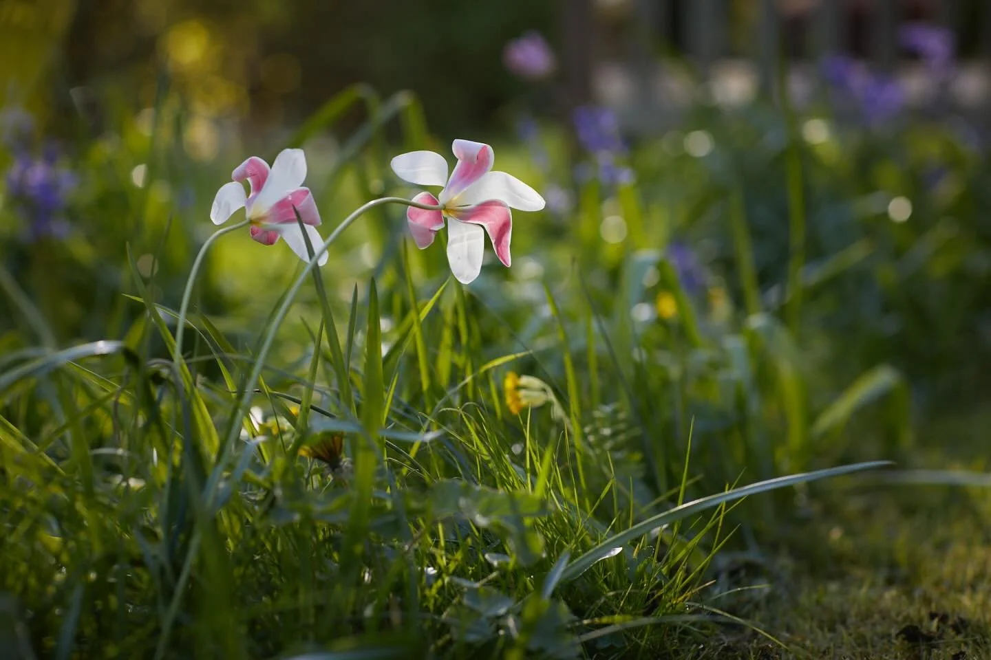 Tulip clusiana in my spring meadow, nearly over. I love these delicate tulips, reminds me of raspberry ripple ice cream. 
.
#tulip #meadow #inmygarden #gardenphotography #brittwilloughby