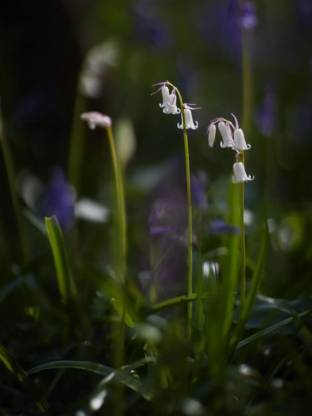 It&rsquo;s bluebell time already, that happened so quickly! How about this little beauty, a white bluebell with pink sepals.. just exquisite. A little jewel, I&rsquo;ve never seen one quite like this. Right time right place for once &amp; with my tru