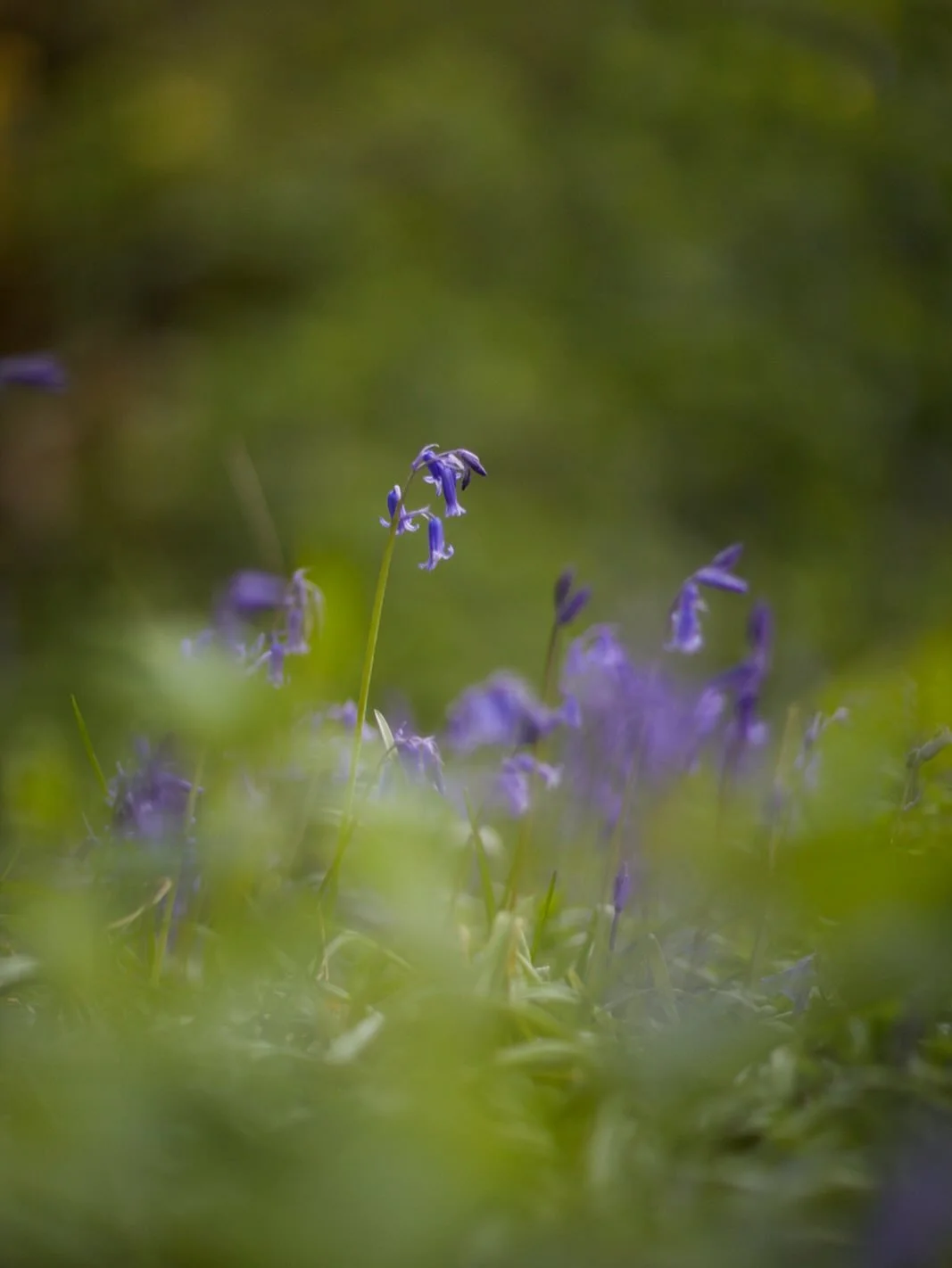 It&rsquo;s bluebell time &amp; they are looking incredible! 
.
#bluebell #spring #landscape #photographer #brittwilloughby