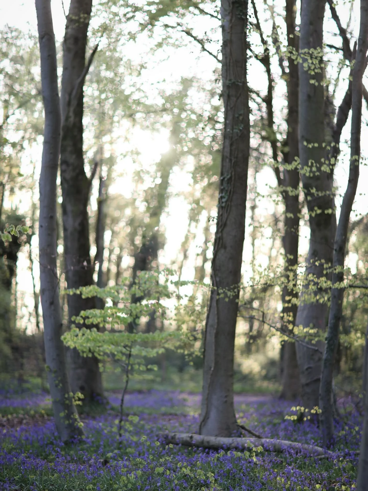 The best time of day to be in the woods. Sunset was something else tonight, a deer tiptoed through the bluebells &amp; the birds sat high in the trees gurgling their sweet lullabies before bedtime. I dashed up there tonight as this week is busy &amp;
