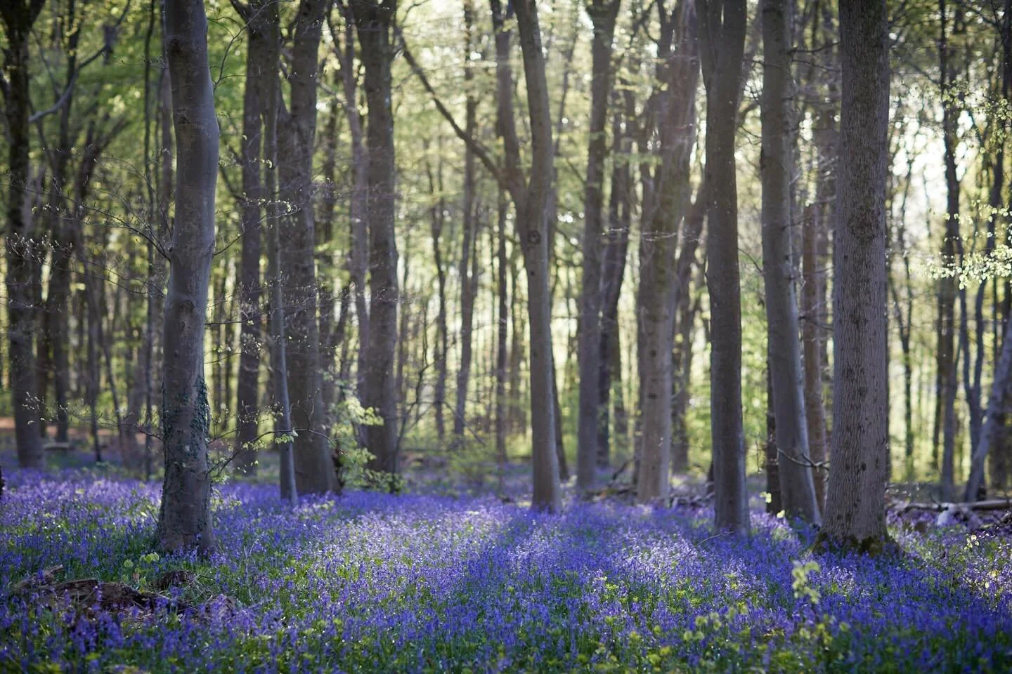 Thousands &amp; thousands of dainty blue little fairy bells carpeting the woodland floor in Standish woods, a sight to behold. A tonic to be absorbed in this landscape after a very intense day hanging my meadow images at @threestoreysnailsworth with 