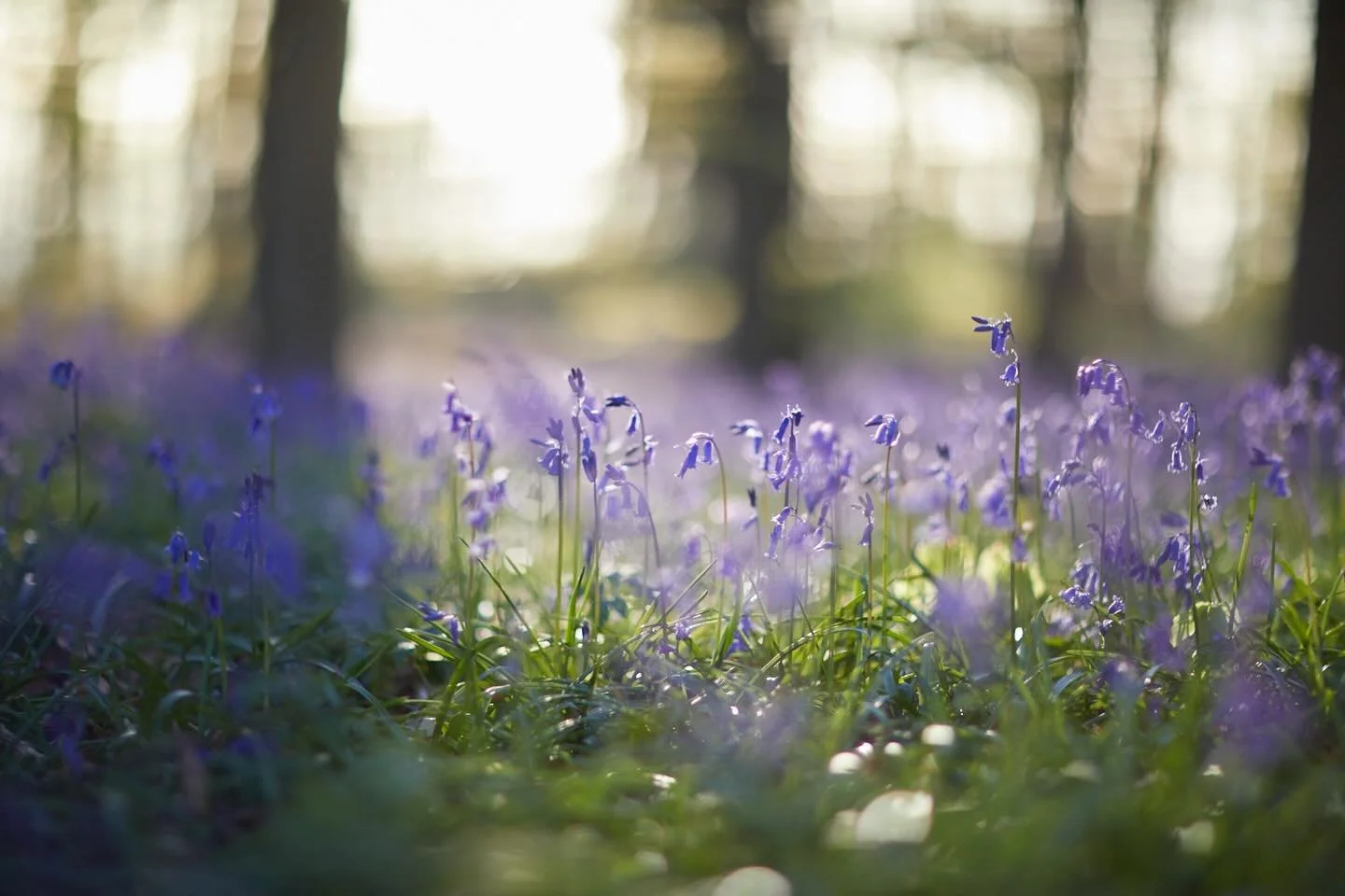 Between the claps of thunder &amp; deluge of rain, these pretty little bells are dancing amongst the freshly emerged green beech leaves. Maybe they&rsquo;re celebrating spring! 
.
#bluebell #woodland #landscape #photographer #brittwilloughby