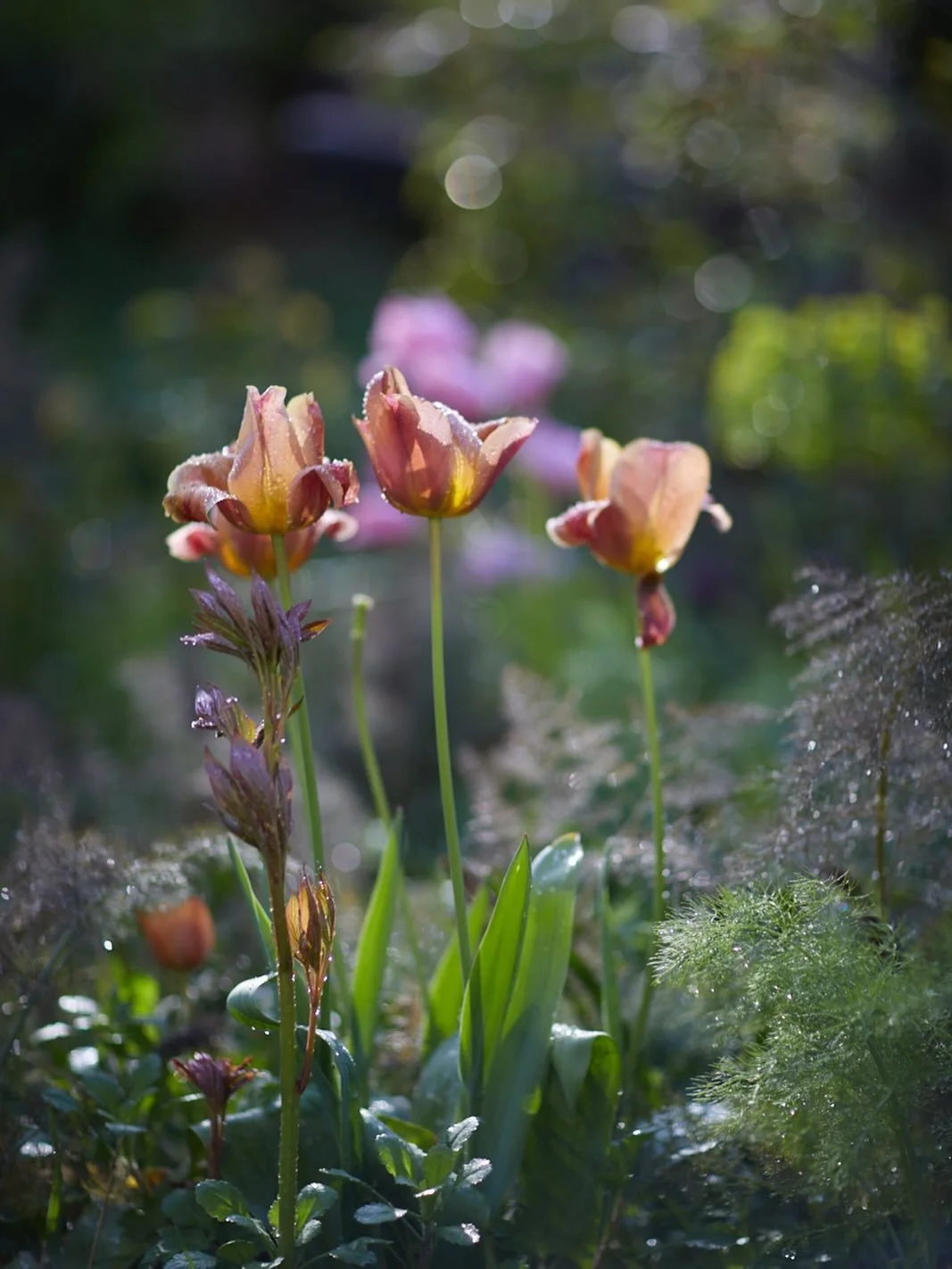 After the storm the droplets twinkled on these dying tulips, they&rsquo;re either Brown Sugar or Cairo. They were heavenly scented &amp; multiplied too, beauties! 
.
#tulip #spring #season #garden #photographer