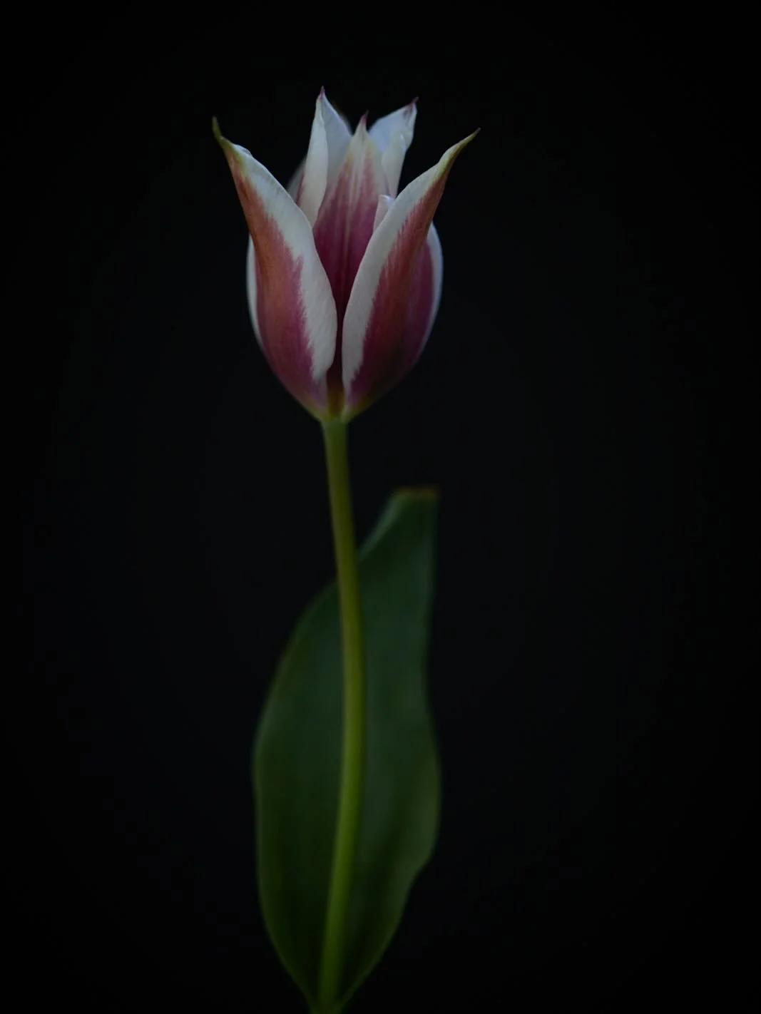I set aside a little time today to start capturing my historic collection. Tulip &lsquo;Lac van Rijn&rsquo;, one of the first in my collection to flower, elegance personified. 
.
#tulip #stilllife #photographer #brittwilloughby #fineartphotography