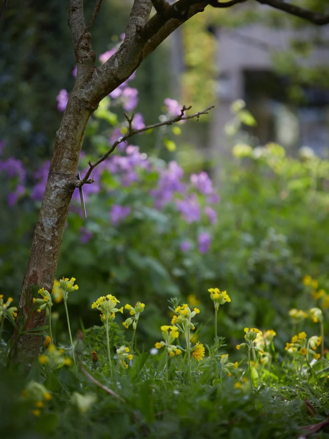Cowslips are having their moment in my garden, such dainty little flowers. I hadn&rsquo;t noticed that dead branch till I posted this so that&rsquo;s joined the never ending list to prune off! For now though, my head space is full of &lsquo;Beltane&r