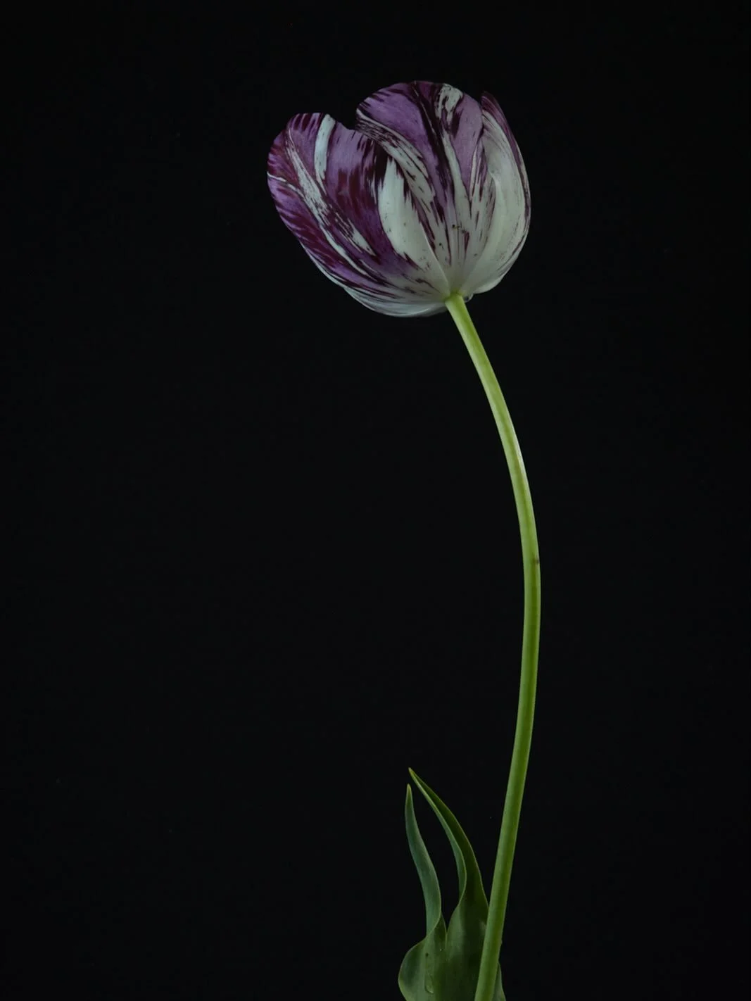 And so it begins, capturing my collection of English Florists&rsquo; tulips has now commenced. The weekend will be my version of &lsquo;tulip mania&rsquo;, some can wait no more, although I&rsquo;m hoping to hold a few back for the show in Wakefield,