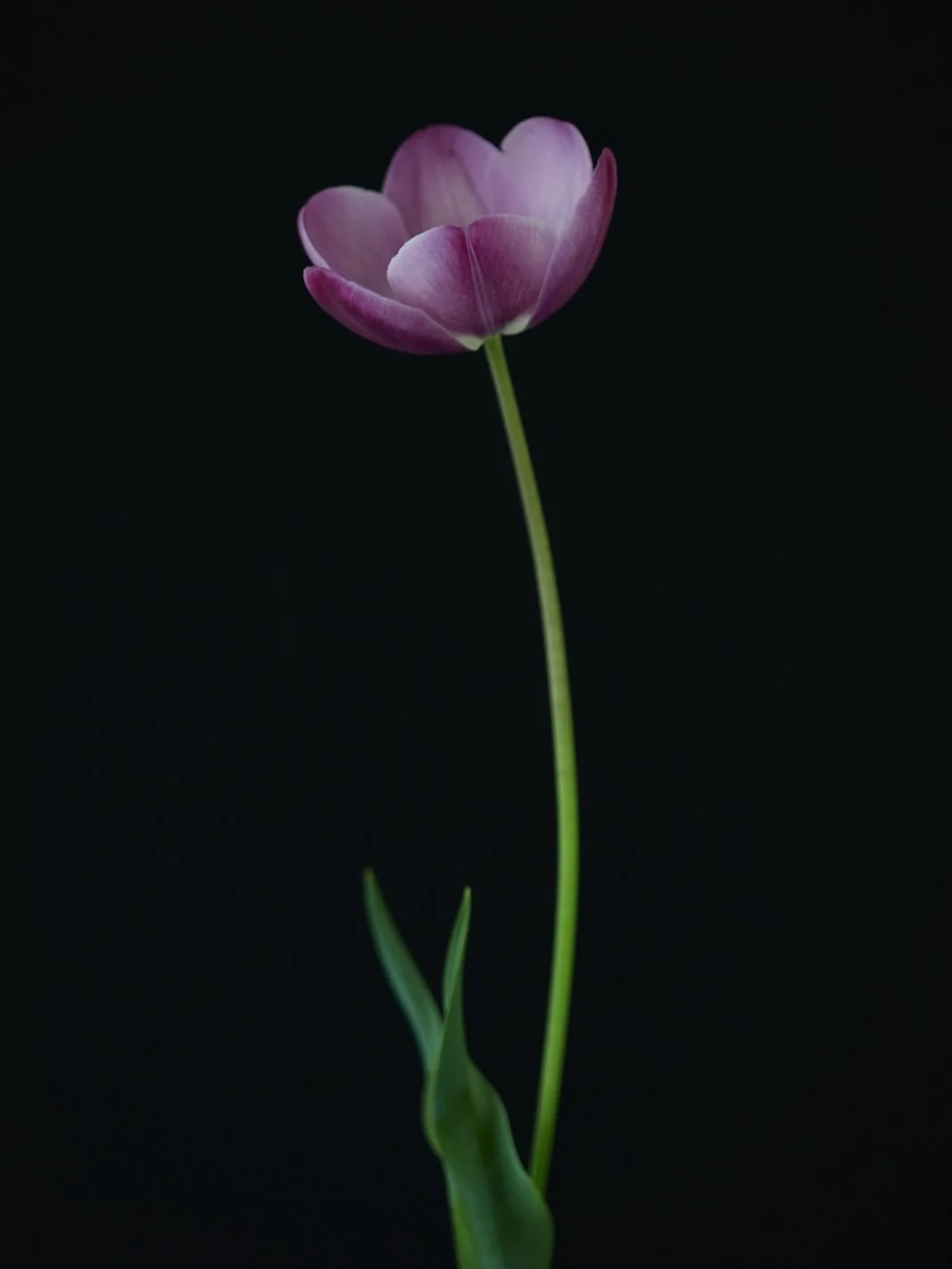 This is Wendy Akers the first one I captured today, a breeder tulip (on my grid you can see her as a broken tulip). Honestly I think she is close to being my favourite (for today obvs). That dusty powder pale pink is hard to beat! 
.
#englishfloristt