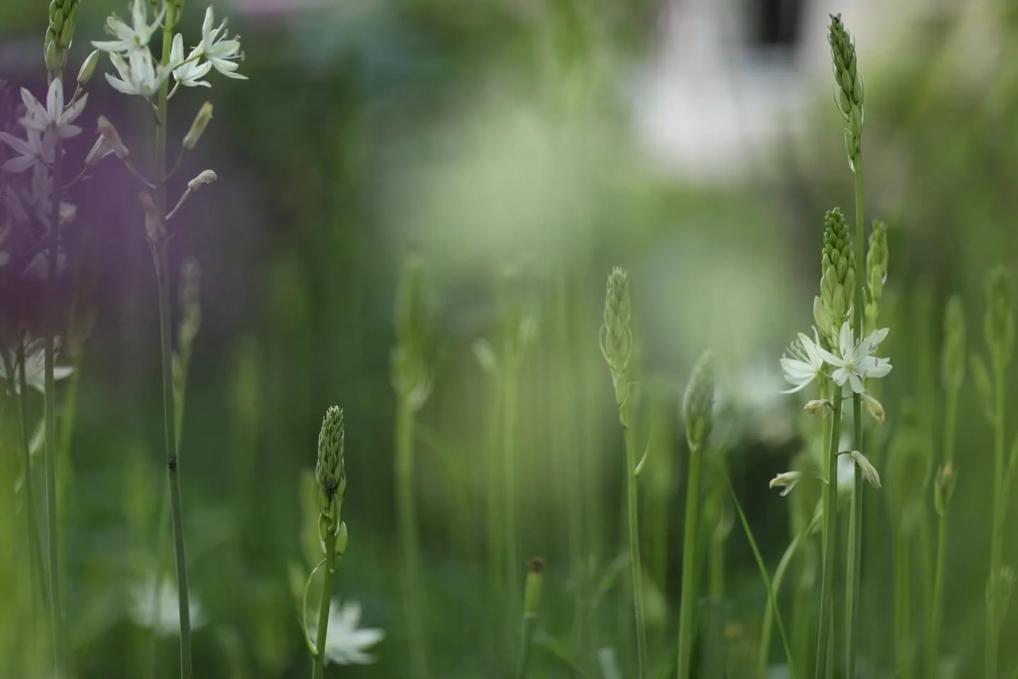 The camassia is exploding in the meadow, a bit of thinning might be needed! In the meantime those delicate little cream flowers are popping like stars!
.
#camassia #meadow #inmygarden #gardenphotography #brittwilloughby